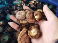 哪种干香菇品种最好？