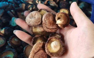哪种干香菇品种最好？