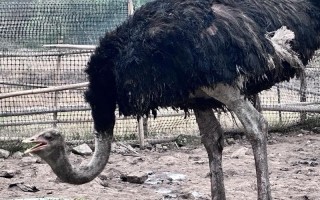 养殖鸵鸟哪个品种好？