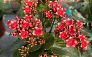 长寿花新品单瓣品种长啥样？