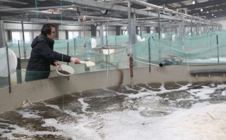 养殖虾填什么职业