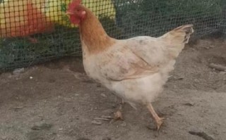 现在土鸡价格是多少