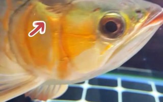 龙鱼常见病有哪些？怎么治？