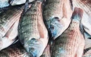 越南罗非鱼养殖有何优势与挑战？