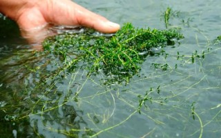 水草过旺怎么办？水产养殖如何控草？