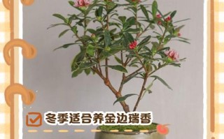 瑞香怎么养？刚收到的瑞香怎么养？