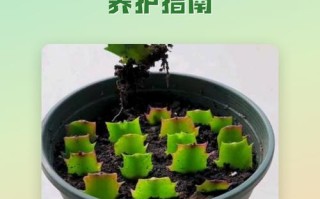 蟹爪兰扦插后如何养护？