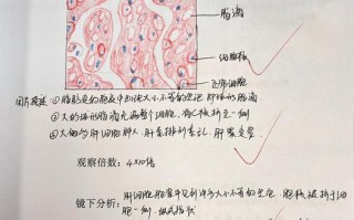 肝脂肪变性如何诊断与治疗？