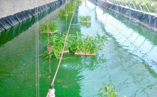 泥鳅种苗基地如何挑选优质种苗？