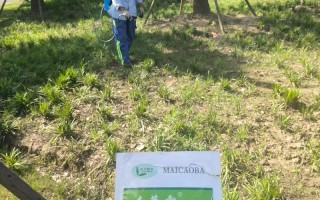 黑麦草浇水的正确方法