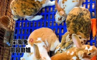 獭兔和肉兔哪个品种更优？