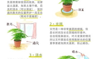 文竹怎么养才能又绿又茂盛？