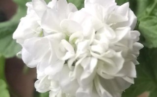 白色大花天竺葵有哪些品种？