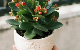 多肉 碧辉是什么品种