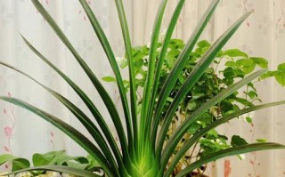 家养君子兰哪个品种最好？