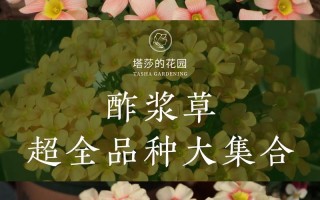 酢浆草品种名称图片有哪些？