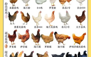 产蛋鸡的种类有哪些品种