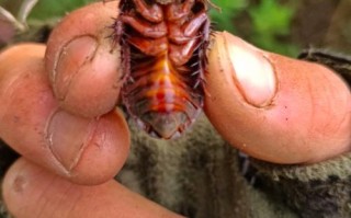 河南土鳖虫具体是哪个品种？