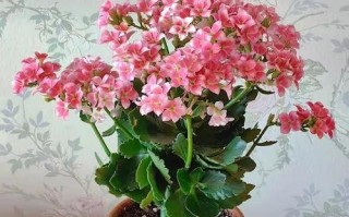 九月份应该养殖什么