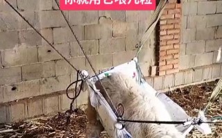 母羊产后瘫痪如何有效治疗？