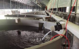 什么叫高密度养殖