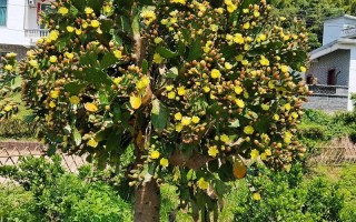 仙人掌哪些品种会开花？