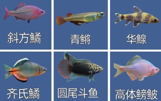 淡水鱼哪种品种生长最快？