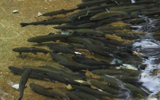 2025年常德畜牧水产将有哪些新突破？