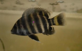 哪些鱼和罗非鱼品种相似？