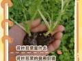 苔菜怎么种？步骤有哪些？