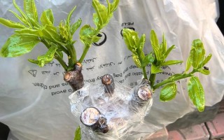 枣树不同品种能嫁接吗？