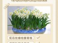 水仙花枯萎后怎么处理？