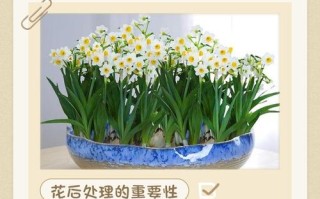 水仙花枯萎后怎么处理？