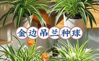 室内吊兰有哪些品种？