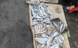 南海大沥环球水产市场有何特色？