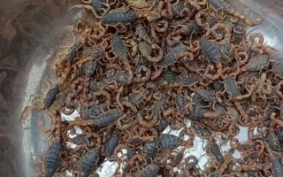 山东蝎子是哪个品种？