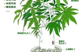 发财树繁殖方法有哪些？