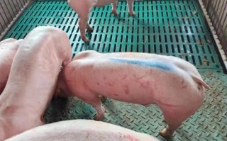 哪些猪种耐粗饲，适合粗养？