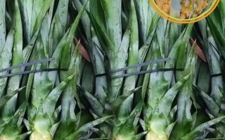 菠萝树如何产出菠萝？