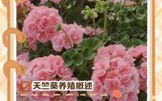 秋季天竺葵怎么养才旺？