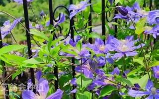 铁线莲哪些品种最值得入手？