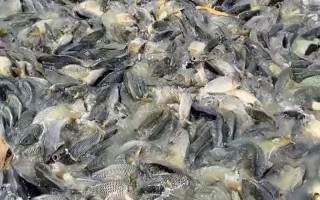 水产肥水产品有哪些常规种类？