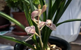 最值得养的建兰荷品种有哪些？