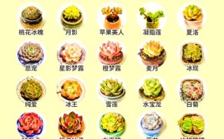 多肉品种大全图片名字有哪些？