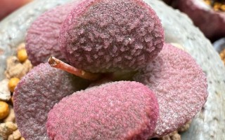 哪些多肉品种能水泡？水泡多肉怎么养？