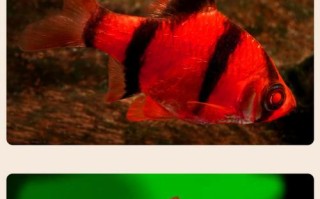 淡水鱼品种有哪些？