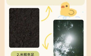朱槿花怎么养才好？
