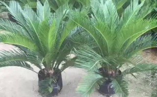 叶子短小的铁树是哪个品种？