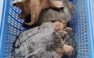 2010石金钱多少价格