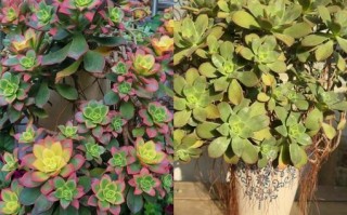 艳日辉锦养殖方法注意